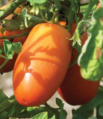 West Coast Seeds - Tomatoes