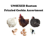 Bantam Chicks-UNSEXED - 2024 Shipment 5 - May 27, 2024
