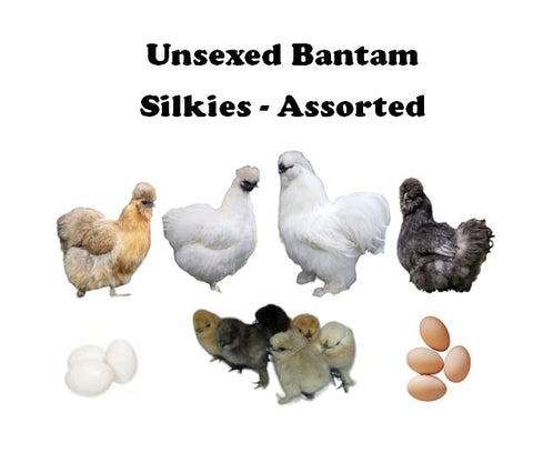 Bantam Chicks-UNSEXED - 2024 Shipment 5 - May 27, 2024