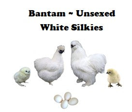 Bantam Chicks-UNSEXED - Shipment 5 - June 2nd, 2026