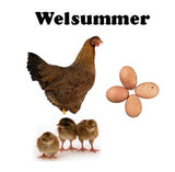 Chicks-Pullets - 2024 Shipment 6 - June 10, 2025