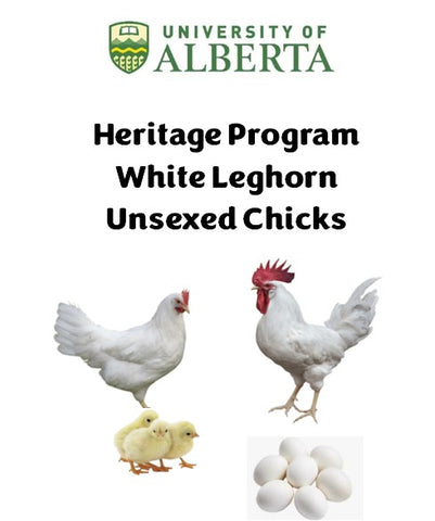 U of A - Heritage - White Leghorn - Chicks - UNSEXED - Shipment 1 - April 22, 2025