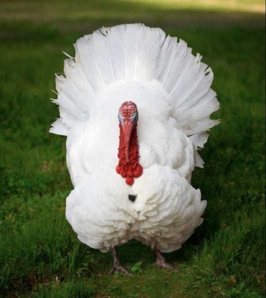 Large White Turkey Poults - April 29th, 2026 - Unsexed