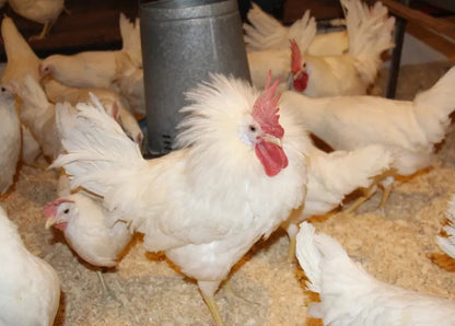 U of A - Heritage - White Leghorn - Chicks - UNSEXED - Shipment 1 - April 15, 2026