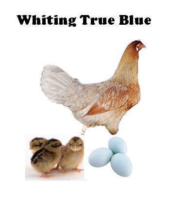 Chicks-Pullets - 2026 Shipment 3 - Pick Up - April 21, 2026