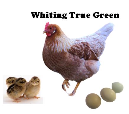 Chicks-Pullets - 2026 Shipment 5 - Pick up - June 2nd, 2026