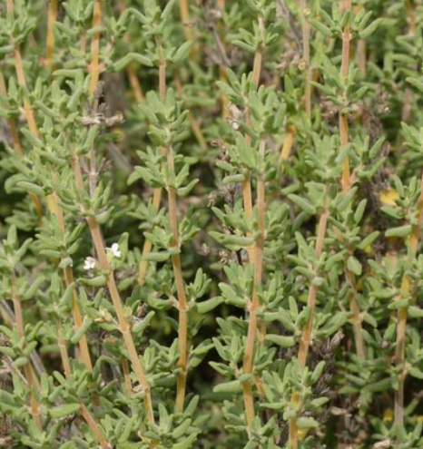 West Coast Seeds - Herbs