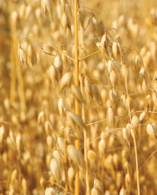 West Coast Seeds - Cover Crop Seeds