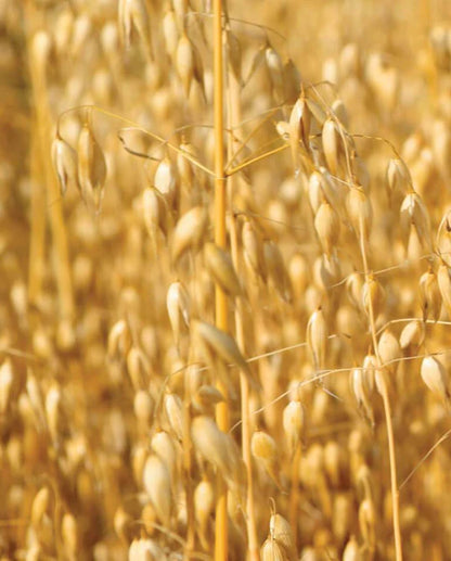 West Coast Seeds - Cover Crop Seeds