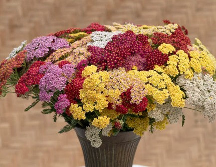 West Coast Seeds - Flowers - Assorted