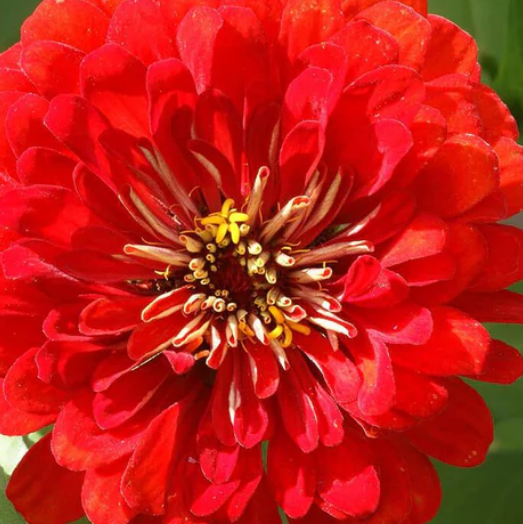 West Coast Seeds - Flowers - Assorted