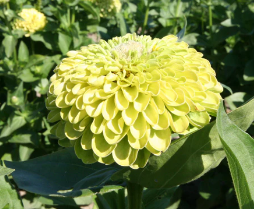 West Coast Seeds - Flowers - Assorted