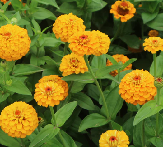 West Coast Seeds - Flowers - Assorted