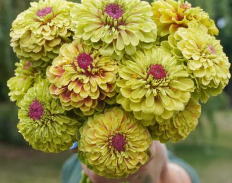 West Coast Seeds - Flowers - Assorted