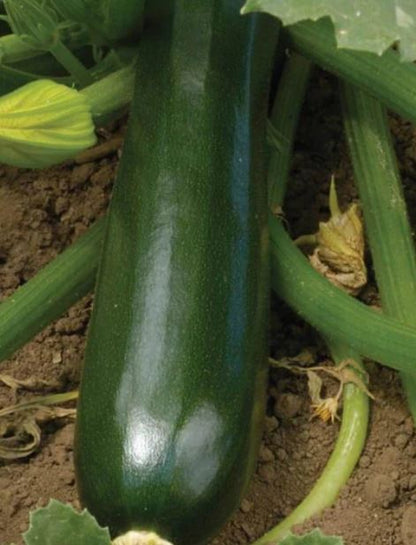 West Coast Seeds - Squash/Pumpkin