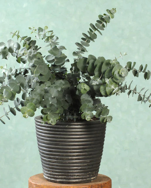 West Coast Seeds - Flowers - Assorted