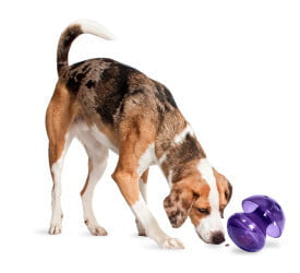 Pet Safe - Magic Mushroom