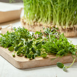 Fothergill's Seeds - Micro Greens