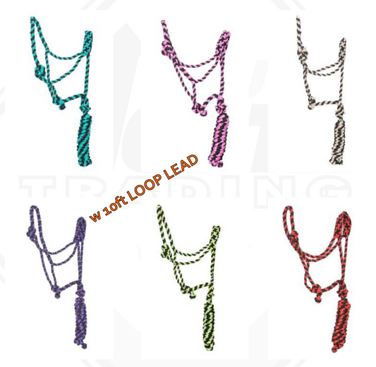 True North - Mule Tape Halter - Purple + Black