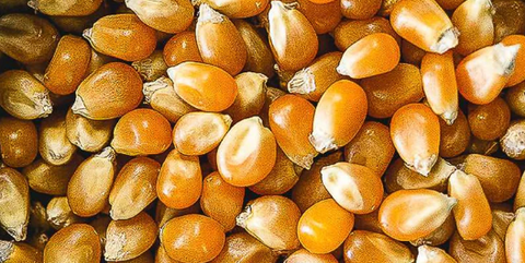 Popcorn Seeds - 1kg (2.2lb)