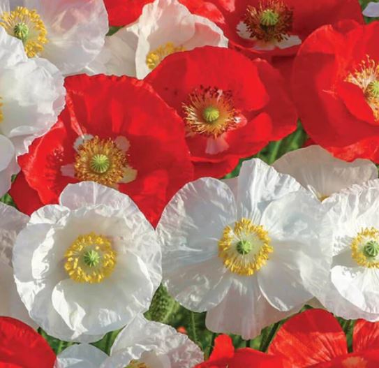 West Coast Seeds - Flowers - Poppies