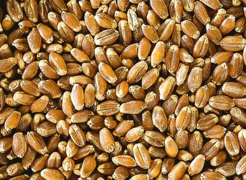 Wheat Berries -  Hard Red Spring Wheat