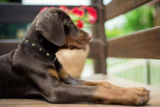 Angel - Rotterdam Spiked Leather Dog Collars