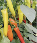 Fothergill's Seeds - Vegetables (2)