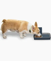 Petsafe - Digital Two Meal Pet Feeder