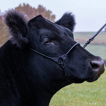 Sullivan - Incognito Show Halter - (Seasonal Order)