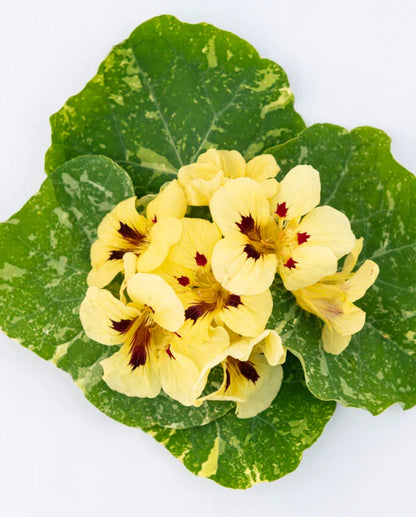 West Coast Seeds - Flowers - Assorted