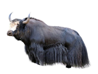 Mean Yak - Yak Jerky