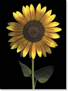 Cards - Leanin' Tree