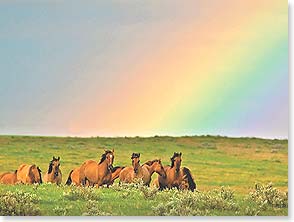 Cards - Leanin' Tree