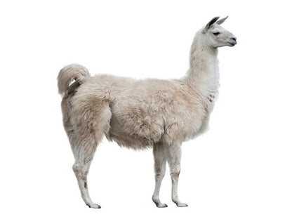 Hi-Pro - Llama & Alpaca Mineral - Premix - 20kg (Special Order)