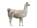 Hi-Pro - Llama & Alpaca Mineral - 20kg (Special Order)