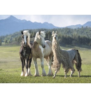 Cards - Leanin' Tree