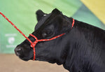Cattle Rope Halter - Adjustable