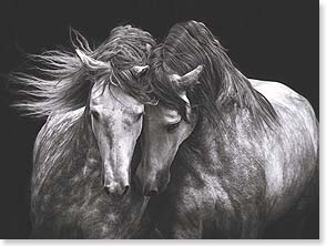 Cards - Leanin' Tree