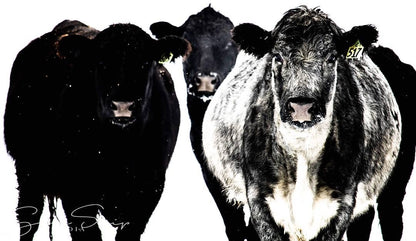 Goodship Media - Pictures