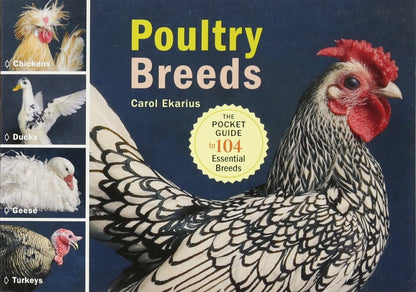 Books - All About Chicken Books