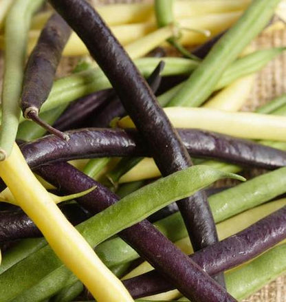 West Coast Seeds - Beans