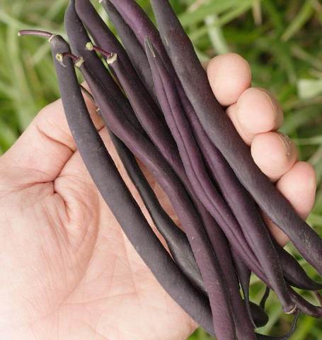 West Coast Seeds - Beans