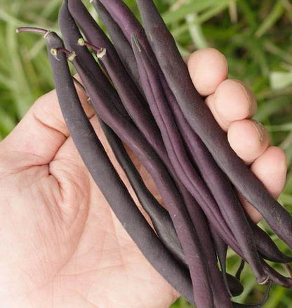 West Coast Seeds - Beans