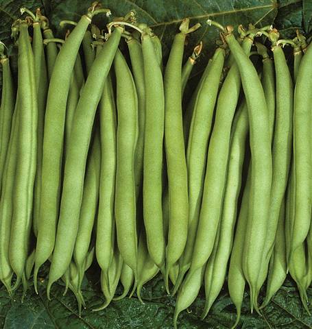 West Coast Seeds - Beans