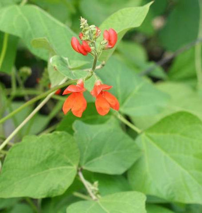 West Coast Seeds - Beans