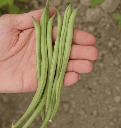 West Coast Seeds - Beans