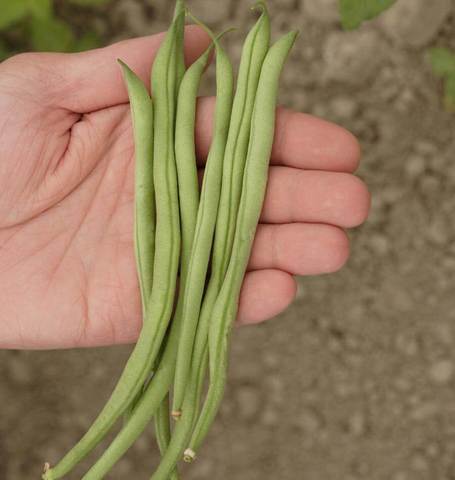 West Coast Seeds - Beans