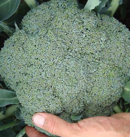 West Coast Seeds - Misc Vegetables