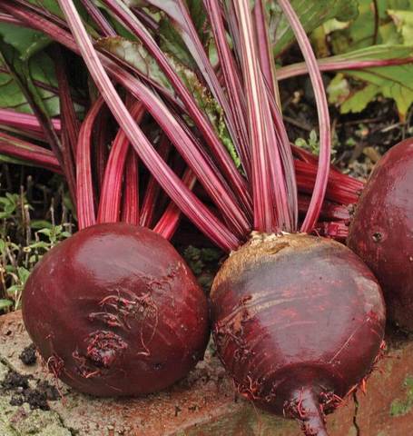West Coast Seeds - Beets